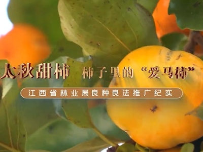 【江西省林业局良种良法推广纪实】太秋甜柿 柿子里的“爱马柿”