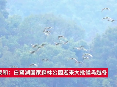 吉安泰和：白鹭湖国家森林公园迎来大批候鸟越冬