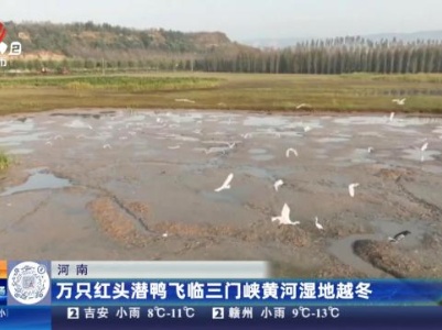 河南：万只红头潜鸭飞临三门峡黄河湿地越冬
