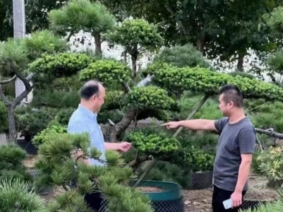 浮梁邮银：“贷”动特色产业发展