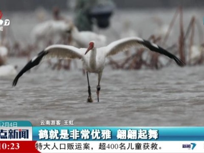 鄱湖湿地生态美鸟蹁跹