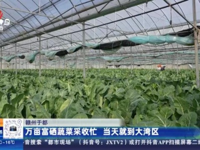 赣州于都：万亩富硒蔬菜采收忙 当天就到大湾区