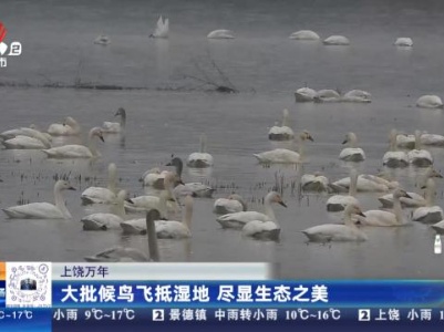上饶万年：大批候鸟飞抵湿地 尽显生态之美