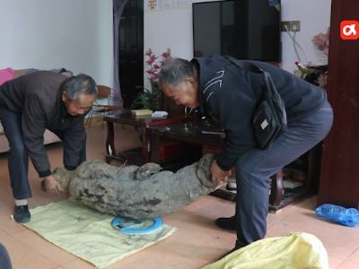 江西浮梁：76岁大爷挖出野生“葛根王”  重达98.1斤