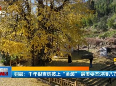 铜鼓：千年银杏树披上“金装”最美姿态迎接八方游客