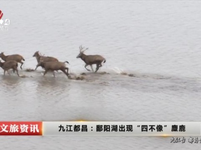 九江都昌：鄱阳湖出现“四不像”麋鹿