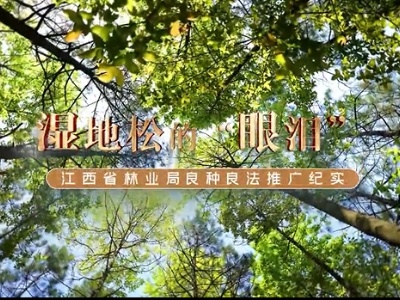 【江西省林业局良种良法推广纪实】湿地松的“眼泪”