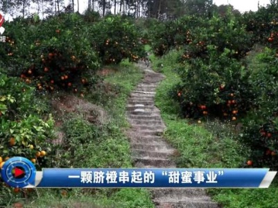 社会传真20231216 一颗脐橙串起的“甜蜜事业”