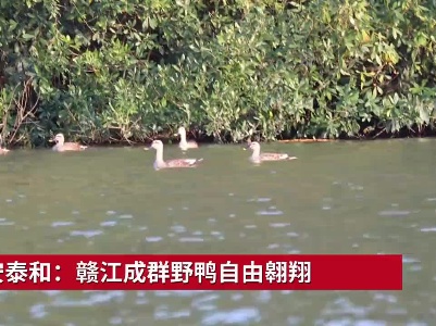 吉安泰和：赣江成群野鸭自由翱翔