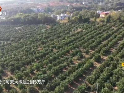 【乡村行 看振兴】赣州南康区：稀柚丰收采摘欢 联农带农奔小康