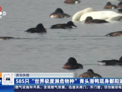 585只“世界极度濒危物种”青头潜鸭现身鄱阳湖