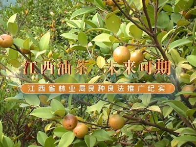 【江西省林业局良种良法推广纪实】江西油茶，未来可期