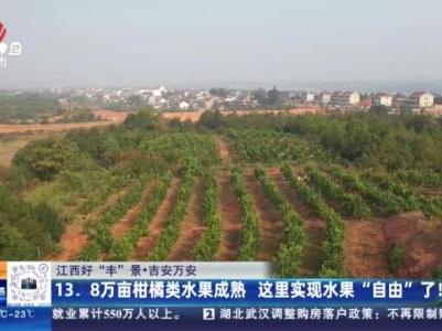 【江西好“丰”景】吉安万安：13.8万亩柑橘类水果成熟 这里实现水果“自由”了！