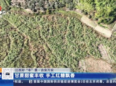 【江西好“丰”景】吉安万安：甘蔗甜蜜丰收 手工红糖飘香