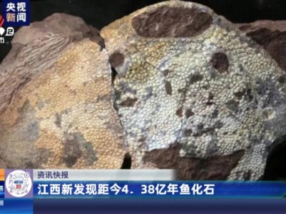 江西新发现距今4.38亿年鱼化石