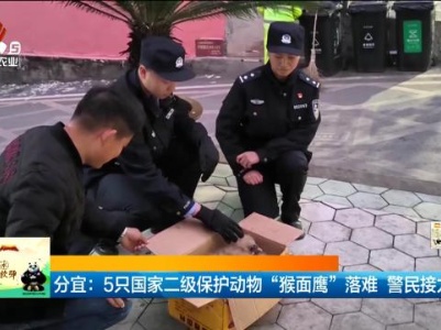 分宜：5只国家二级保护动物“猴面鹰”落难 警民接力救助