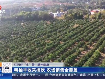【江西好“丰”景】赣州南康：稀柚丰收采摘欢 农场销售全覆盖