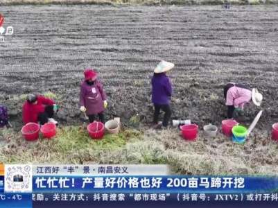 【江西好“丰”景】南昌安义：忙忙忙！产量好价格也好 200亩马蹄开挖