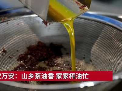 吉安万安：山乡茶油香 家家榨油忙