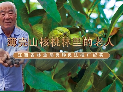 【江西省林业局良种良法推广纪实】薄壳山核桃林里的老人