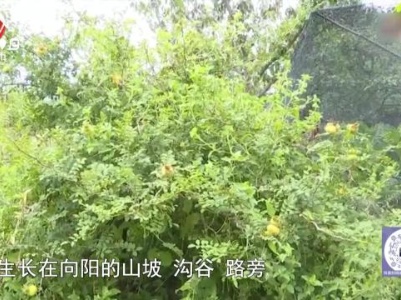 健康提醒——小野果 维C皇