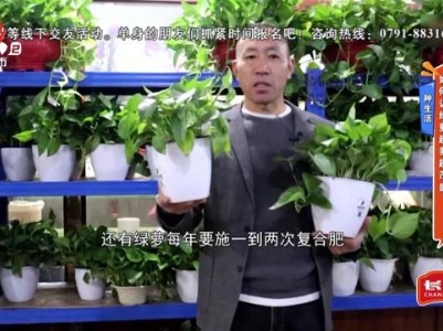 种生活——如何让绿萝越养越茂盛