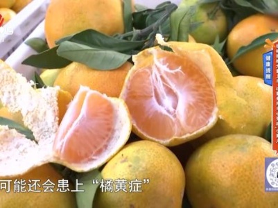 健康提醒——秋橘秋橙大量上市 过量食用当心变成“小黄人”