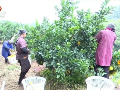 周洲：网络直播助农 赋能乡村振兴