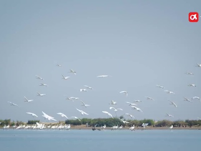 20个观鸟点！鄱阳湖观鸟最佳时节已到，快安排上吧