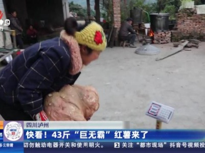 四川泸州：快看！ 43斤“巨无霸”红薯来了