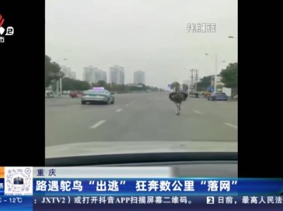 重庆：路遇鸵鸟“出逃” 狂奔数公里“落网”