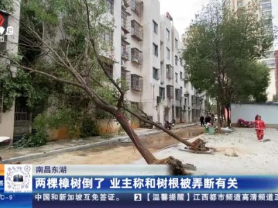 南昌东湖：两棵樟树倒了 业主称和树根被弄断有关