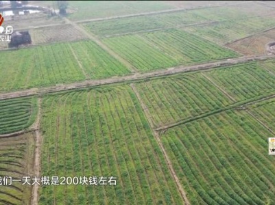 新闻晚高峰20240126