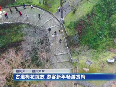 赣州大余——古道梅花绽放 游客新年畅游赏梅