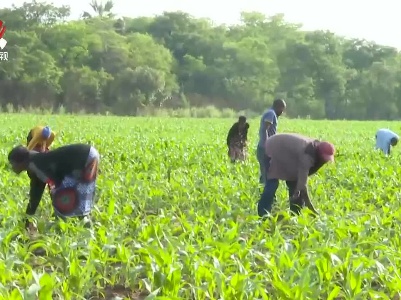【“一带一路”上的江西故事】中阳赞比亚生态农业产业园：打造中非农业合作新名片