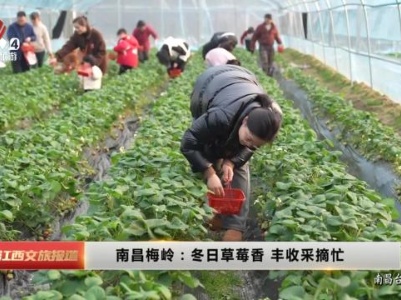 南昌梅岭：冬日草莓香 丰收采摘忙