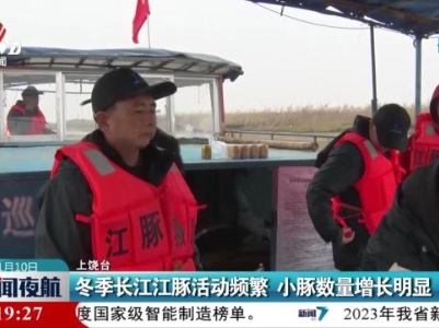 冬季长江江豚活动频繁 小豚数量增长明显