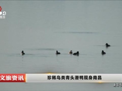 珍稀鸟类青头潜鸭现身南昌