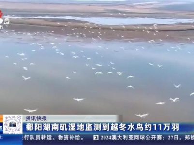 鄱阳湖南矶湿地监测到越冬水鸟约11万羽