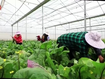 【抓落实 求实效】全链条建设菜篮子 多方位提升供给水平