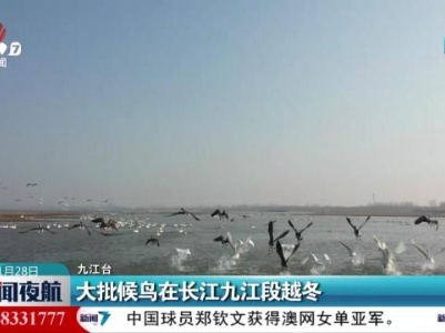 大批候鸟在长江九江段越冬