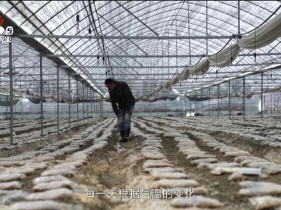 三农头条20240122