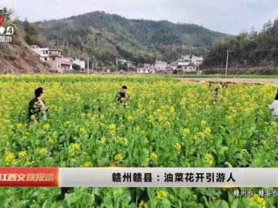 赣州赣县：油菜花开引游人