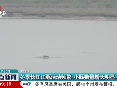 冬季长江江豚活动频繁 小豚数量增长明显
