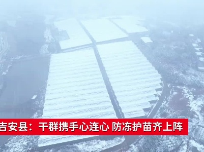 江西吉安县：干群携手心连心 防冻护苗齐上阵