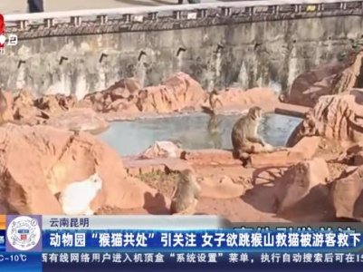 云南昆明：动物园“猴猫共处”引关注 女子欲跳猴山救猫被游客救下