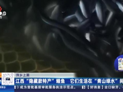 萍乡上栗：江西“隐藏款特产”鳗鱼 它们生活在“青山绿水”间