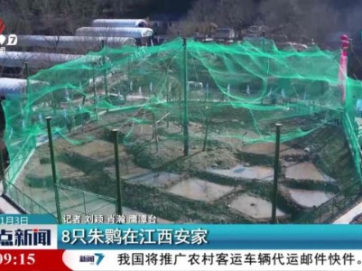 8只朱鹮在江西安家