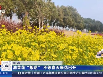 南昌：油菜花“叛逆” 不等春天来花已开