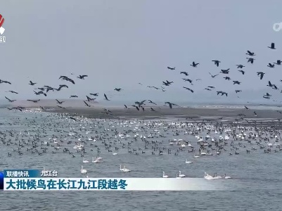 大批候鸟在长江九江段越冬